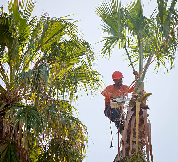 Best Affordable Tree Service  in USA